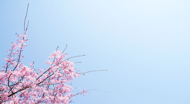 高知県の桜の名所