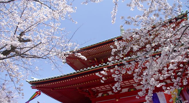 京都の桜の名所