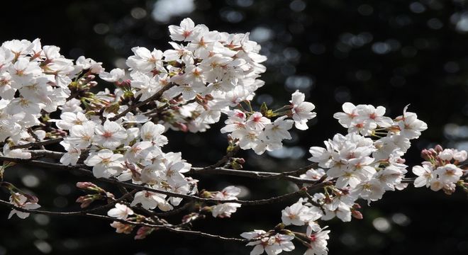 福井県の桜の名所
