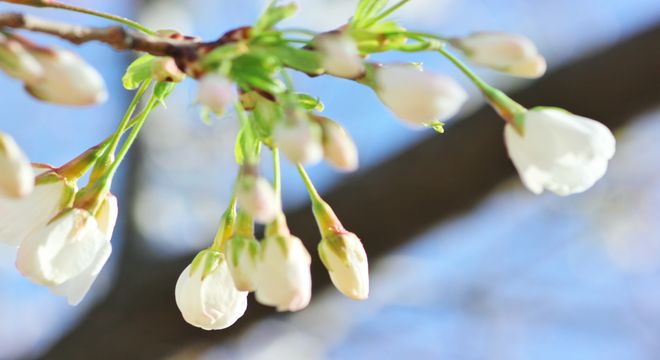 三重県の花見スポット