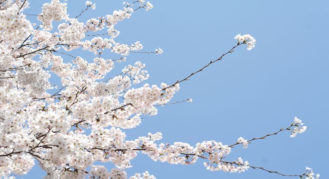 埼玉県の桜の名所