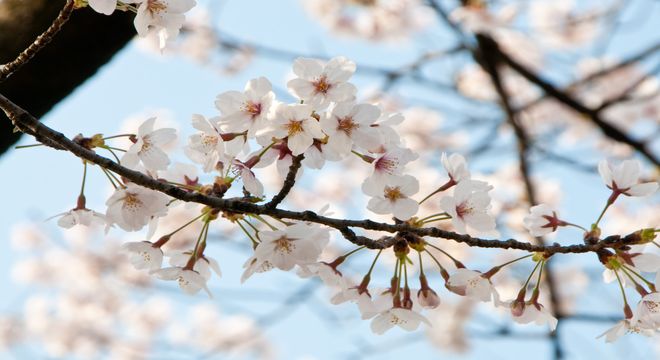 新潟県の花見スポット