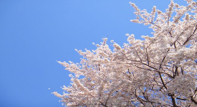 九州の桜の名所