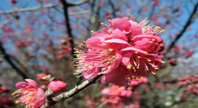 越谷梅林公園