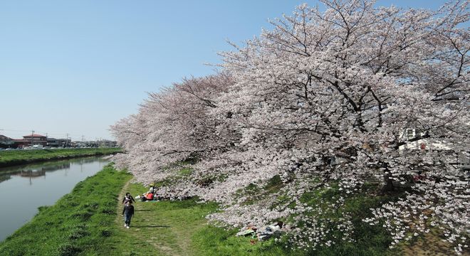 北越谷元荒川堤の桜