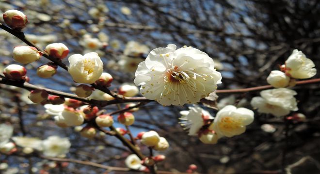 群馬県の梅の名所