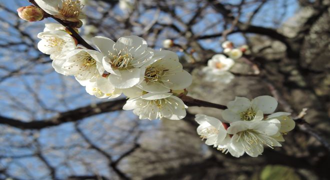 埼玉県の梅の名所