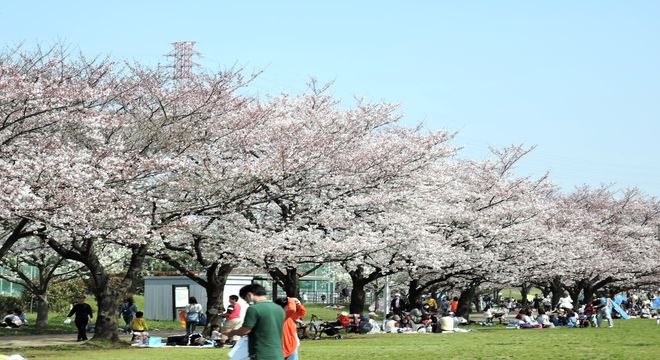 県民健康福祉村の桜