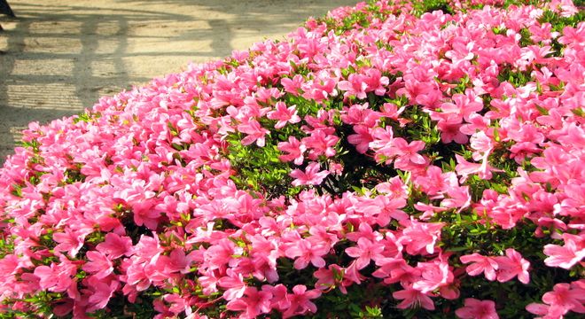 神奈川県のつつじの名所