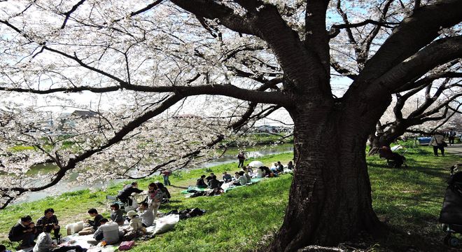 花見