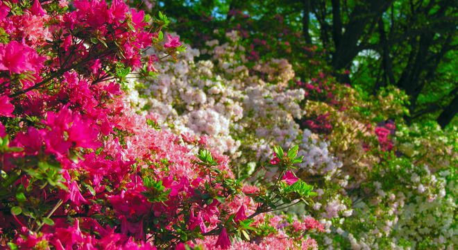 埼玉県のつつじの名所と見頃時期 22年 開花情報 疑問を解決