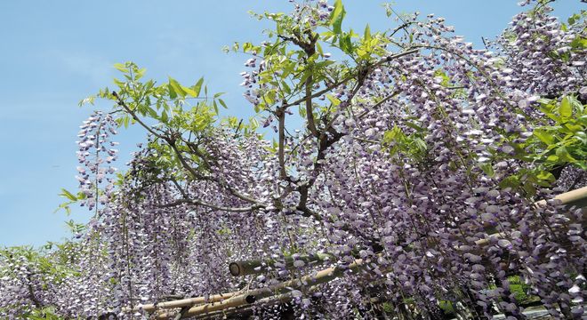 埼玉県の藤の名所