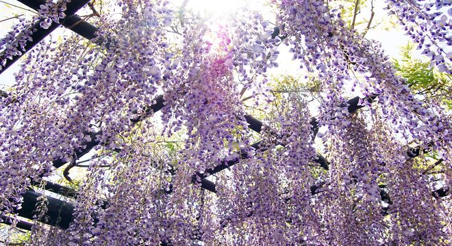 千葉県の藤の名所