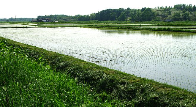 田んぼ