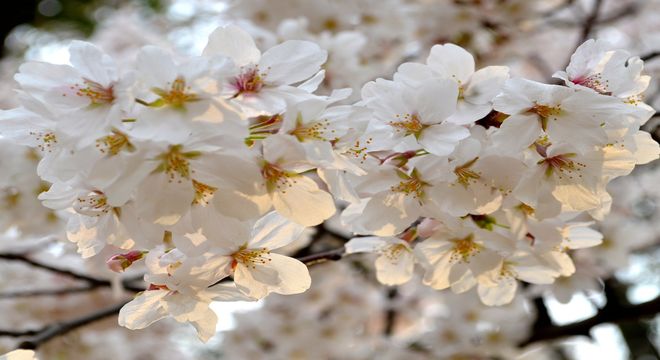 満開の桜