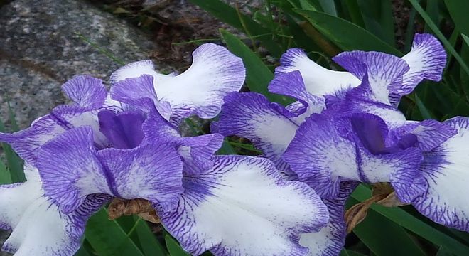 関東の花菖蒲の名所と見頃 小岩菖蒲園 横須賀しょうぶ園 他 疑問を解決