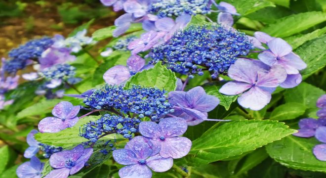 東京の紫陽花の名所