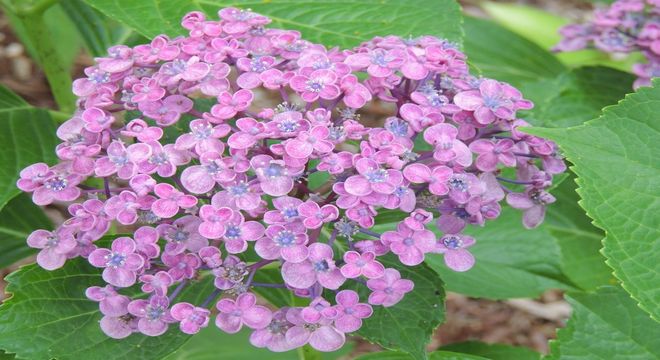 神奈川県の紫陽花の名所