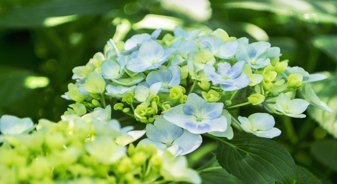 関東の紫陽花の名所