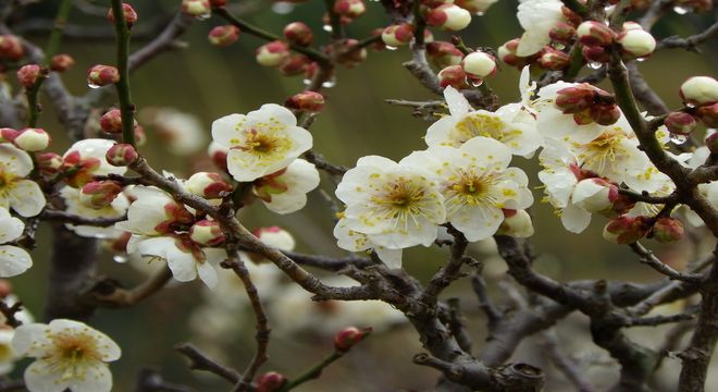 岡山県の梅の名所