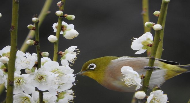 広島県の梅の名所