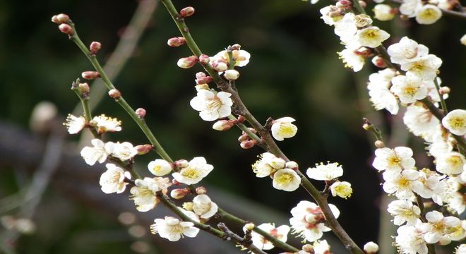 山口県の梅の名所