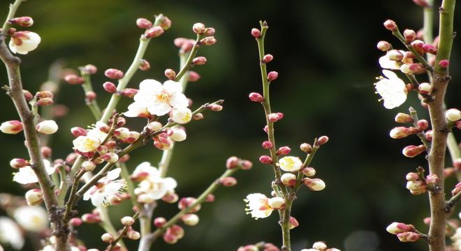 山梨県の梅の名所