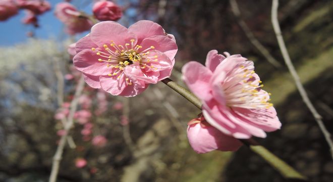 長野県の梅の名所 22年の見頃 ろうかく梅園 中山道の3大枝垂梅 疑問を解決