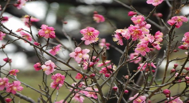 甲信越の梅の名所