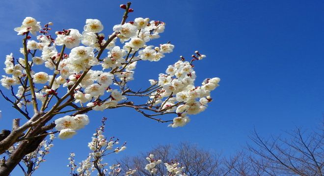 北陸の梅の名所