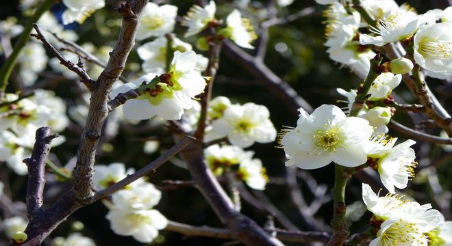 賀県の梅の名所