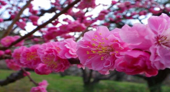 奈良県の梅の名所