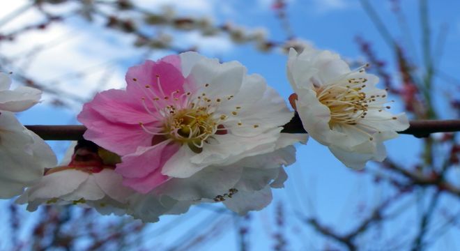 愛知県の梅の名所