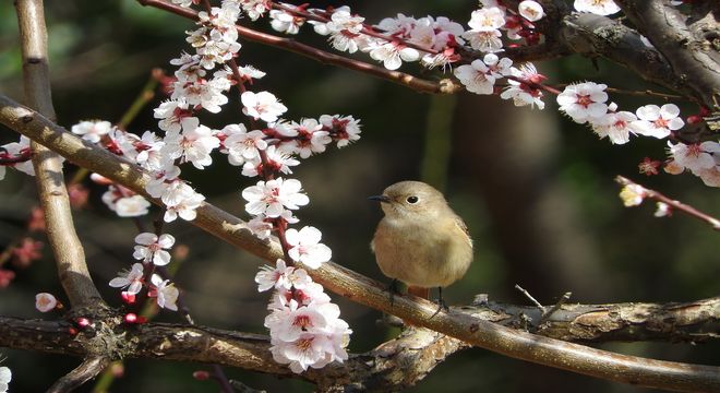 静岡県の梅の名所