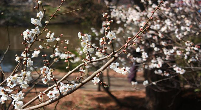 岐阜県の梅の名所