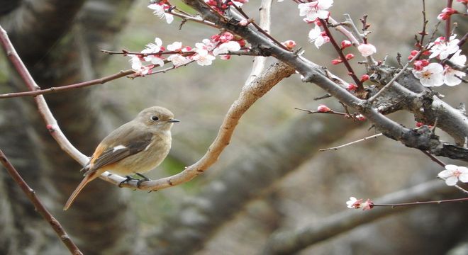 三重県の梅の名所 年の見頃 結城神社 南部丘陵公園 小船梅林 疑問を解決