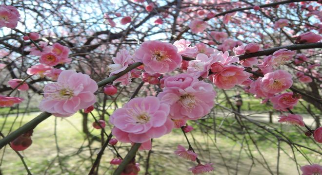 千葉県の梅の名所