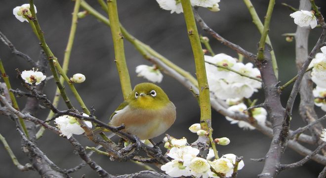 栃木県の梅の名所