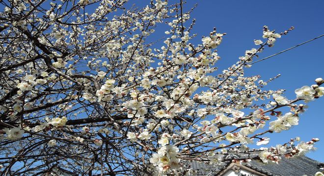 岩手県の梅の名所