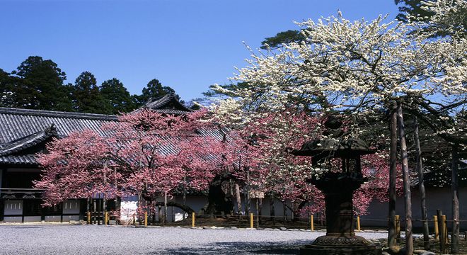 瑞巌寺の臥龍梅