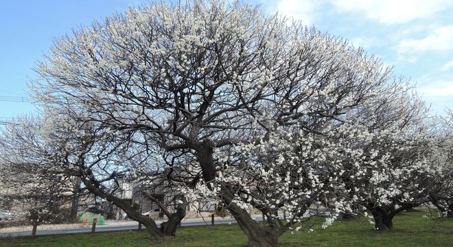 福島県の梅の名所