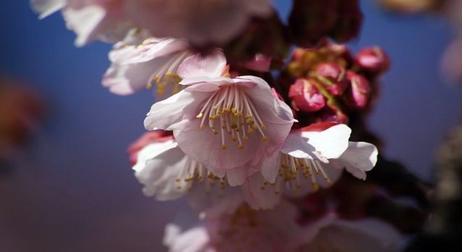 あたみ桜