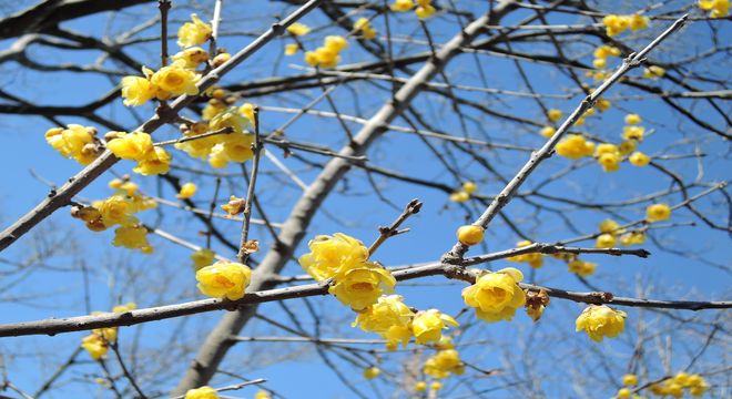 石井実生園（埼玉県さいたま市）の蝋梅