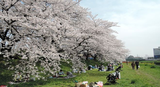 越谷の桜名所