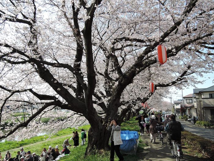 越谷市の桜の名所