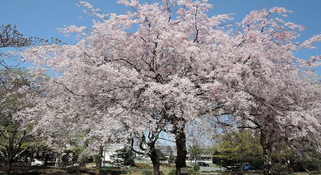 越谷市の花見穴場スポット