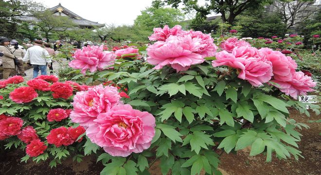 西新井大師の牡丹園