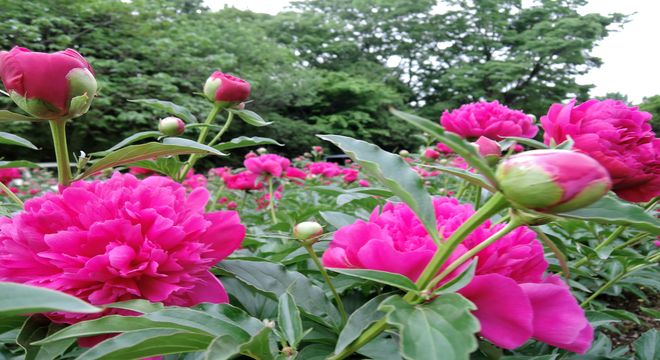 見頃時期を迎えたシャクヤクの花の画像 緑の森公園 埼玉県越谷市 疑問を解決