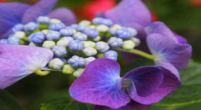 千葉県 紫陽花 名所