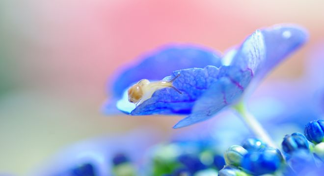 埼玉県 紫陽花 名所